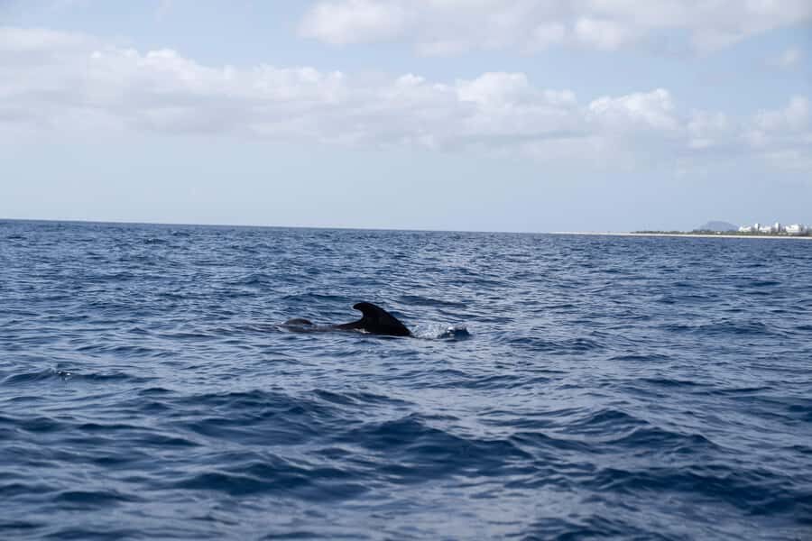 Half-Day Sailing Yacht Adventure in Sal Island - 3 hours - Lucy the catamaran: small group sailing with real breathing room