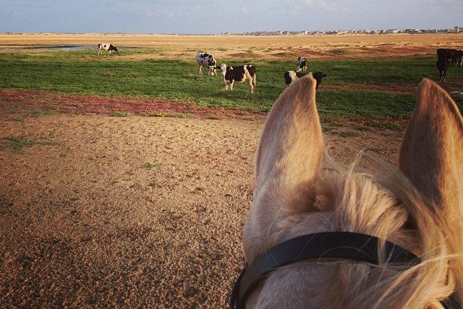 Horse Riding in Sal Island - Cabo Verde - Duration Choices: Picking 1, 1.5, or 2 Hours