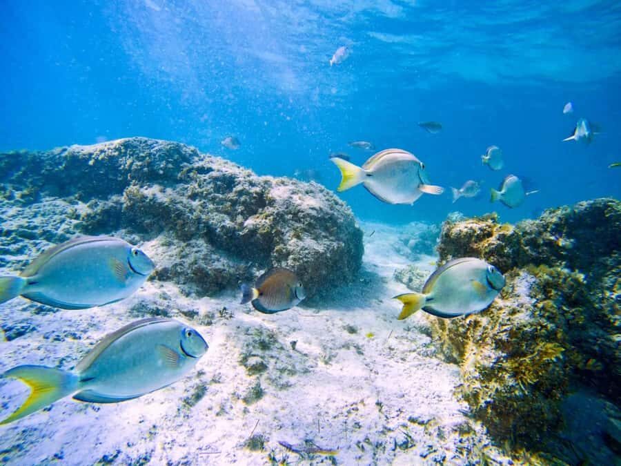 Ilha Do Sal: Snorkeling with Local Guide - Key things to know before you book