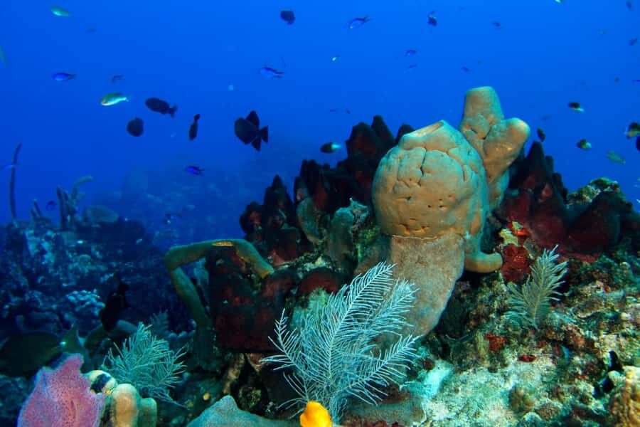Ilha Do Sal: Snorkeling with Local Guide - The 90-minute rhythm (and how to make it work)
