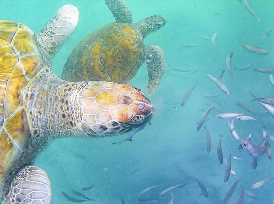 Live Snorkeling & Swimming with Sea Turtles in the Atlantic - Key highlights you’ll care about