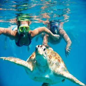 Live Snorkeling & Swimming with Sea Turtles in the Atlantic - How the 1-hour tour typically runs (and what each step is really for)