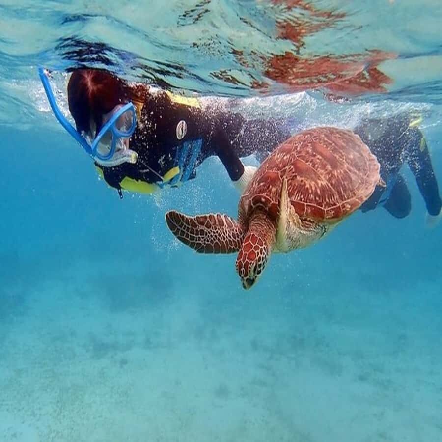 Live Snorkeling & Swimming with Sea Turtles in the Atlantic - Price and value: is $57 fair for what you get?
