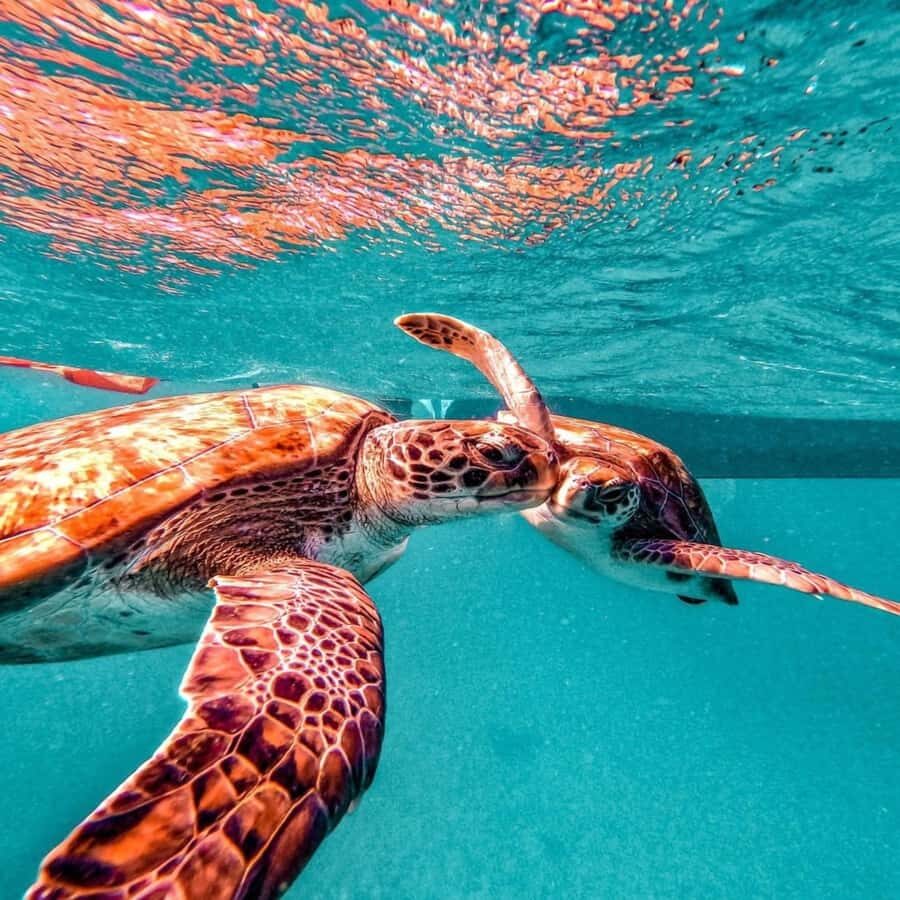Live Snorkeling & Swimming with Sea Turtles in the Atlantic - Quick practical tips to make it better
