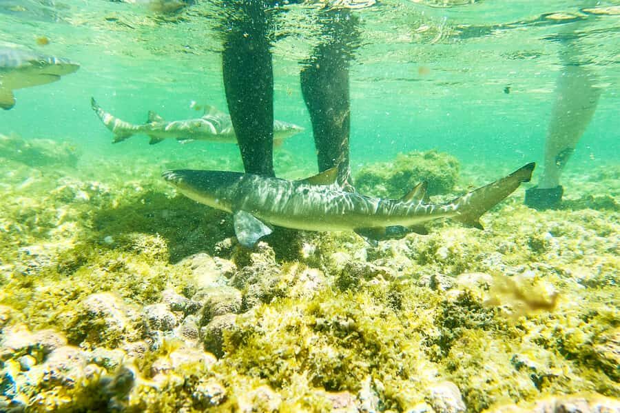 Murdeira: Sal Island Nature Reserve and Fishing Village Tour - Palmeira Fishing Village: See the Work, Not Just the Boats