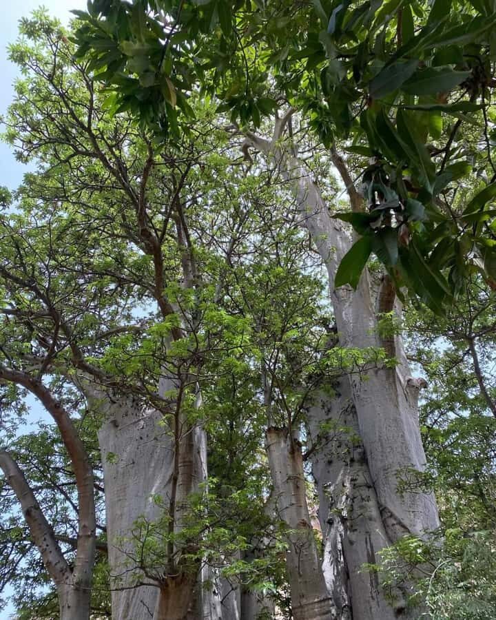 Praia: Baobab Mysterious Tree, Green Valley & Old City Hike - Key highlights you’ll feel on this hike