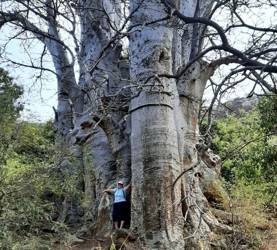 Praia: Baobab Mysterious Tree, Green Valley & Old City Hike - From Praia to Cidade Velha: what point-to-point really means