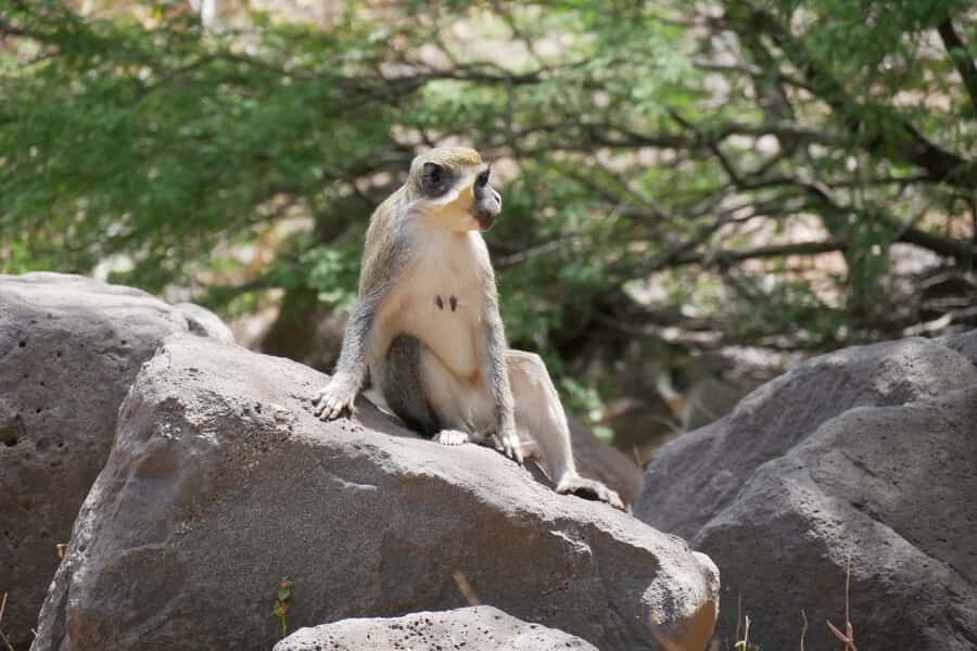 Praia: Baobab Mysterious Tree, Green Valley & Old City Hike - The Baobab Mysterious Tree stop: iconic 400 years in one place