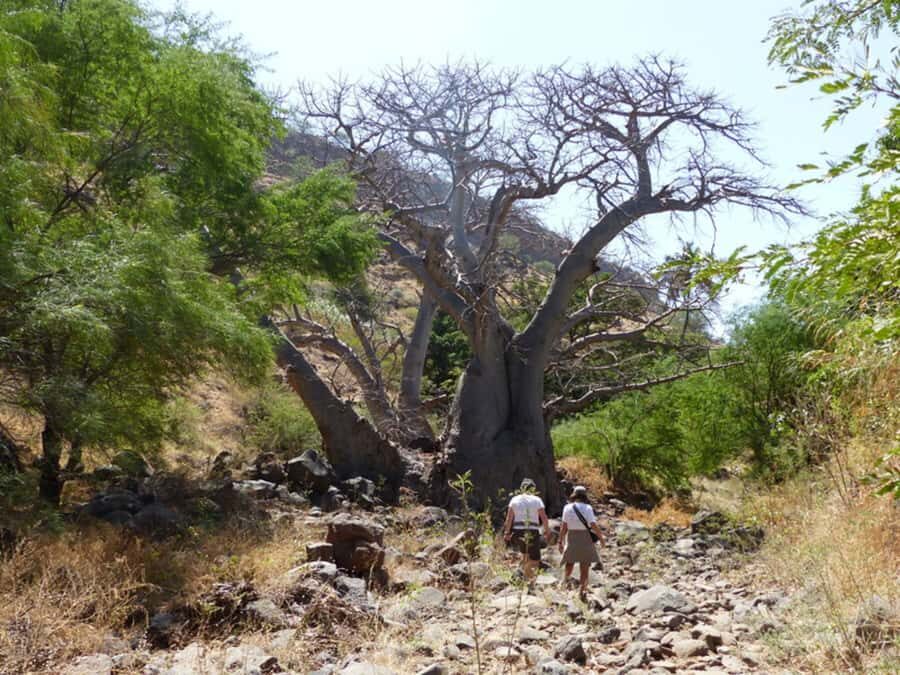 Praia: Baobab Mysterious Tree, Green Valley & Old City Hike - How hard is it, really? Distance, descent, and rocky trail tips