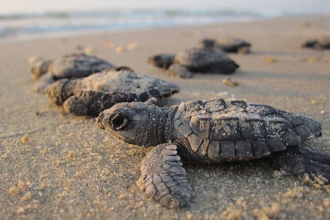 Private Turtle Watching Experience - Why Night Loggerhead Watching on Sal Feels Special