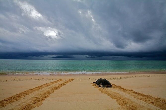 Private Turtle Watching Experience - The Logistics That Actually Matter on Sal