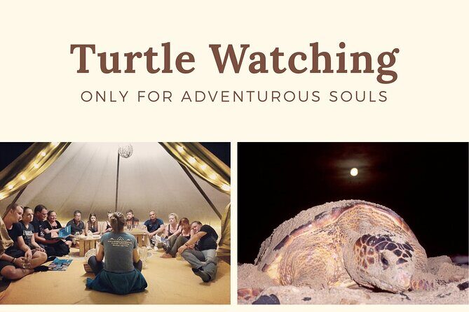 Private Turtle Watching Experience - Who This Night Turtle Tour Is Best For