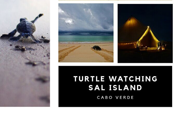 Private Turtle Watching Experience - Pickup, the Glamping Tent, and the Start at 10:20 pm