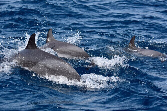 Sailing yacht half day- with Cape Verde Sailing - Onboard Perks That Make the Sail Worth It: Open Bar, Snacks, Wi-Fi