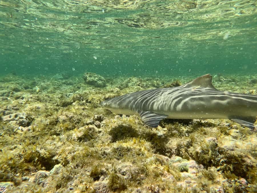 Sal Discovery: A Guided Small Group Island Tour - Sal Island in a single small-group loop: why this day works