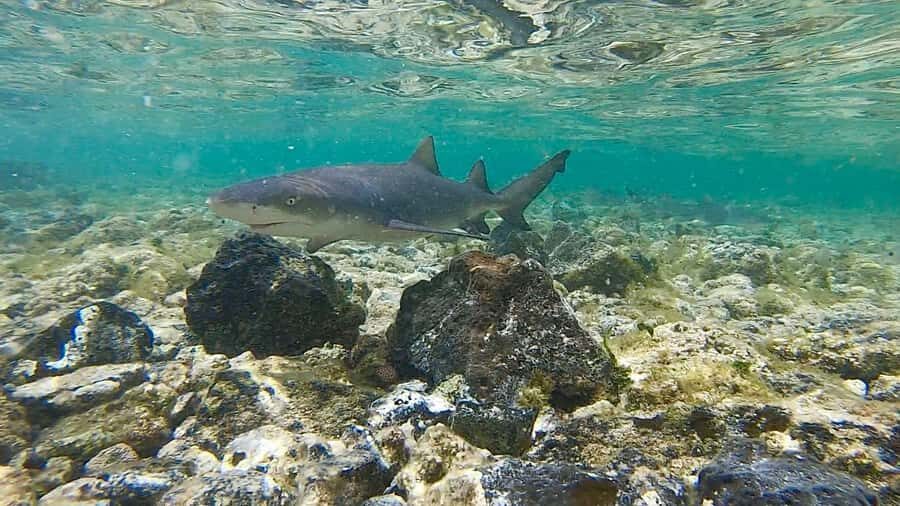 Sal: Island Experience Tour with a Certified Local Guide - Key points to know before you go