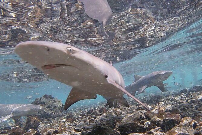 Sal island: Salt Lake Tour, Shark bay & Pedra de Lume Village - Who This Tour Fits Best (and Who Should Rethink It)