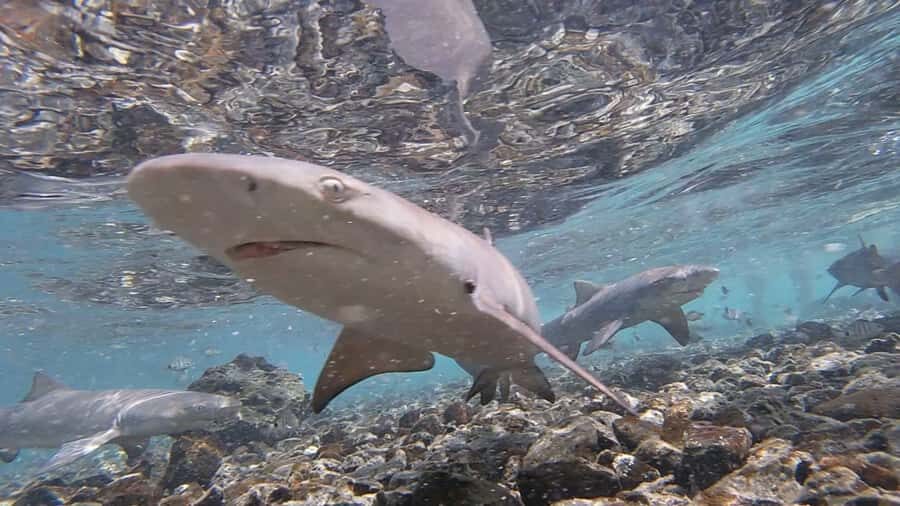 Sal Island: Shark Bay Experience from Santa Maria - Key highlights you’ll feel fast
