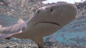 Sal Island: Shark Bay Experience from Santa Maria - The ride from Santa Maria (and other pickup points) to Sal’s east side