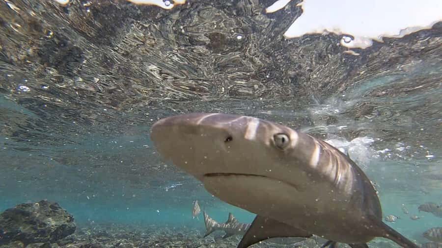 Sal Island: Shark Bay Experience from Santa Maria - Beach viewing vs getting in: how the two-hour flow really works