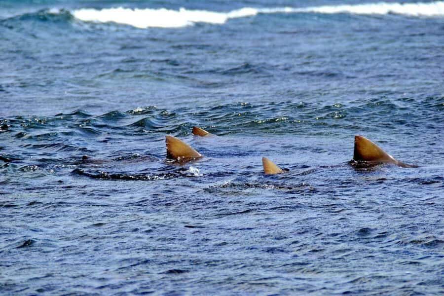Sal Island: Shark Bay Experience from Santa Maria - Lemon sharks up close: what you’ll likely see and why they’re there