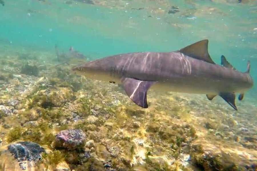 Sal Island: Shark Bay Experience from Santa Maria - Safety on rocky footing: water shoes and what to do with them