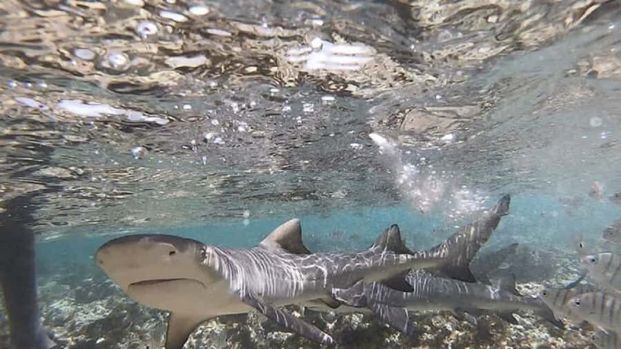 Sal Island: Shark Bay Experience from Santa Maria - Guides, languages, and the personal touch you’ll notice