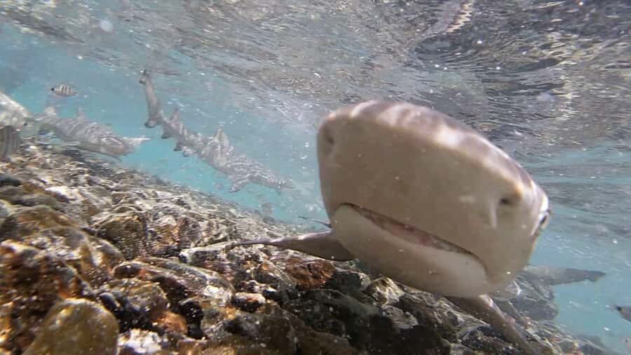 Sal Island: Shark Bay Experience from Santa Maria - What your “close encounter” will actually feel like