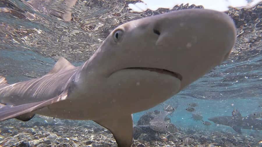 Sal Island: Shark Bay Experience from Santa Maria - The ride from Santa Maria (and other pickup points) to Sal’s east side
