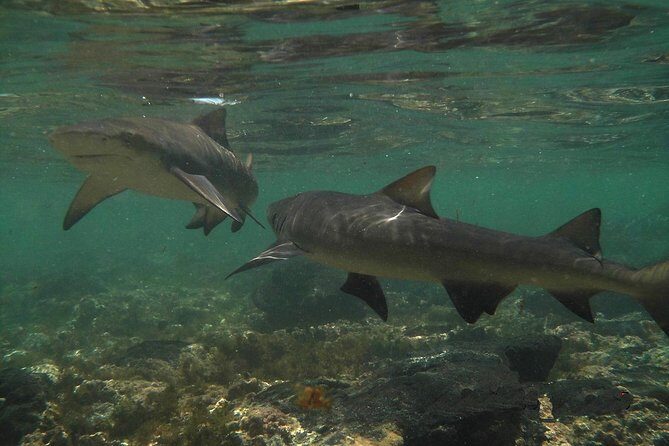 Sal Island: Shark Bay Shark Watching Experience from Santa Maria - Key Highlights You’ll Care About