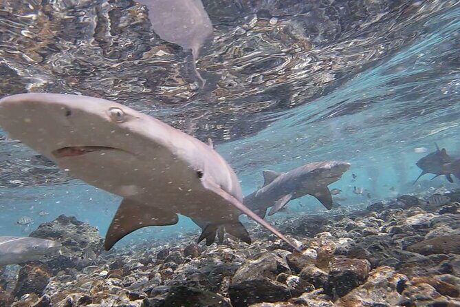 Sal Island: Shark Bay Shark Watching Experience from Santa Maria - Shark Bay Lemon Sharks: The Main Event That Feels Real