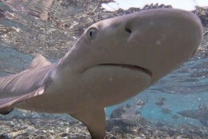 Sal Island: Shark Bay Shark Watching Experience from Santa Maria - Getting From Santa Maria: Easy Pickup, Short Ride, Right Timing
