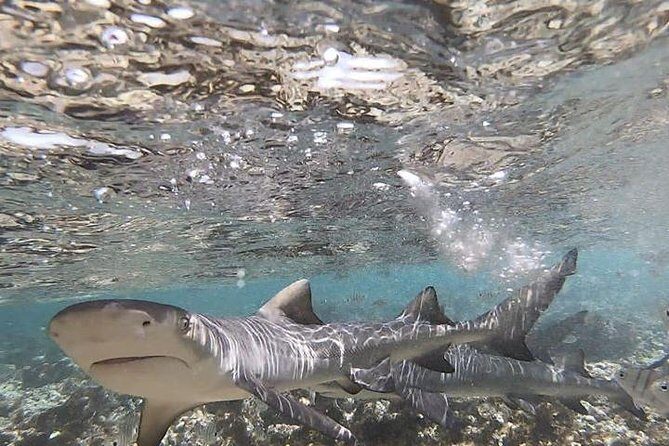 Sal Island: Shark Bay Shark Watching Experience from Santa Maria - How the 2 Hours Really Unfold at Shark Bay