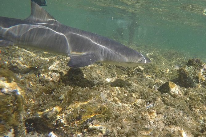 Sal Island: Shark Bay Shark Watching Experience from Santa Maria - What You’ll See in the Water (and Why the Guide Matters)