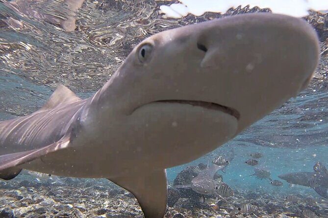 Sal Island: Shark Bay Shark Watching Experience from Santa Maria - Getting From Santa Maria: Easy Pickup, Short Ride, Right Timing