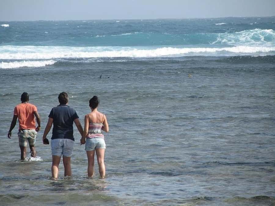 Sal: Lemon Shark Bay and Pedra de Lume Salt Lakes Tour - Lemon Shark Bay: Baby Lemon Sharks, Up Close, in Their Own World