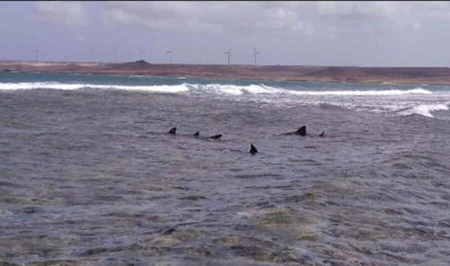 Sal Rei, Santa Monica Beach, Caves, Dunes & Shipwreck Tour - Santa Monica Beach: The Long White-Sand Walk You’ll Remember