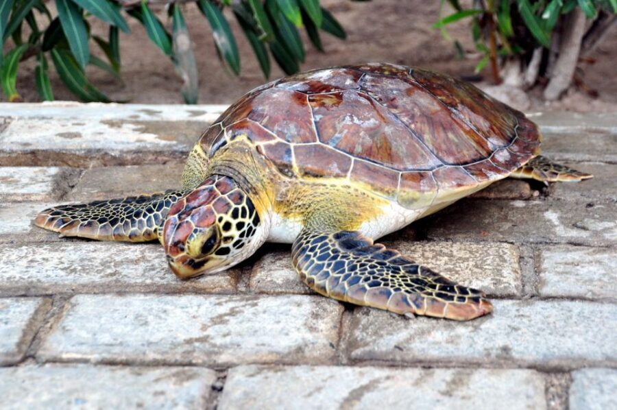 Sal: Turtle Nesting with professional local guide - Hotel Pickup and the Drive to the Beach