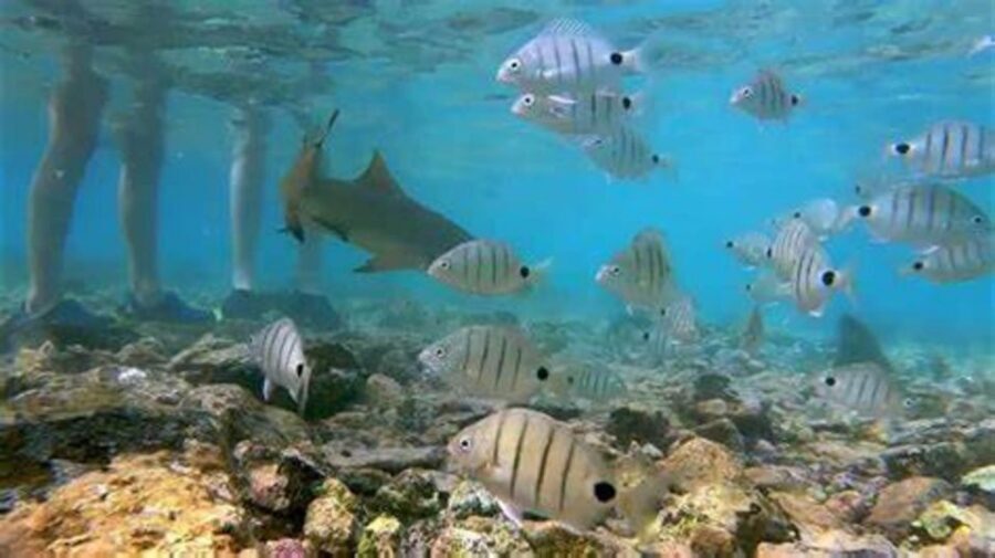 Salt Pans & Lemon Sharks Experience - Price and value: is $82 worth 3 hours of sharks and salt?