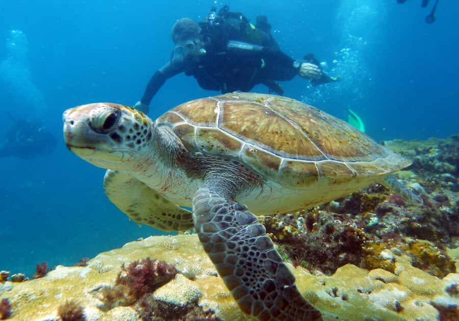 Santa Maria: Discover Scuba Diving - The Santa Maria Water-Time Block: Briefing and Surface Wildlife Watching