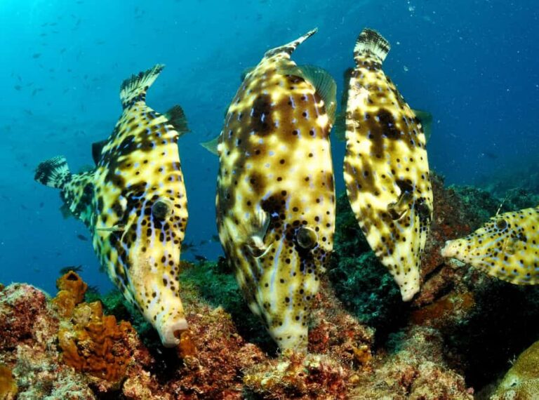 Santa Maria: Discover Scuba Diving - The Half-Morning Pool Session (8:30–11:30) at Bikini Beach