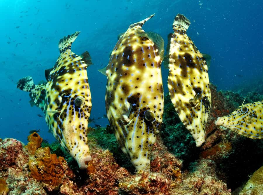 Santa Maria: Guided Snorkeling and Reef Tour - How the guides choose your reef stops in Sal