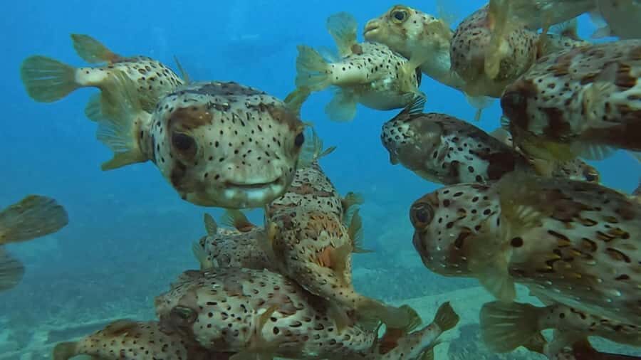 Santa Maria: Guided Snorkeling and Reef Tour - Snorkeling over the Bay of Santa Maria reefs