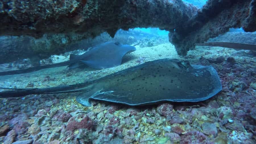 Santa Maria: Guided Snorkeling and Reef Tour - Bolama wreck and Farol: where the shipwreck story becomes real