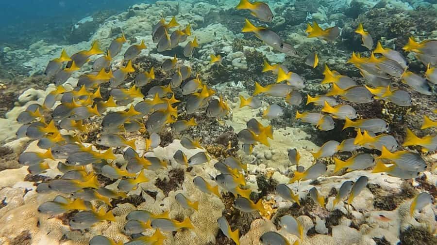 Santa Maria: Guided Snorkeling and Reef Tour - The two-hour experience: how the time usually moves