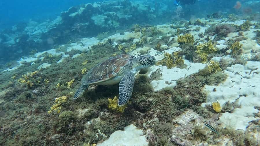 Santa Maria: Guided Snorkeling and Reef Tour - Safety rules that actually make the experience better