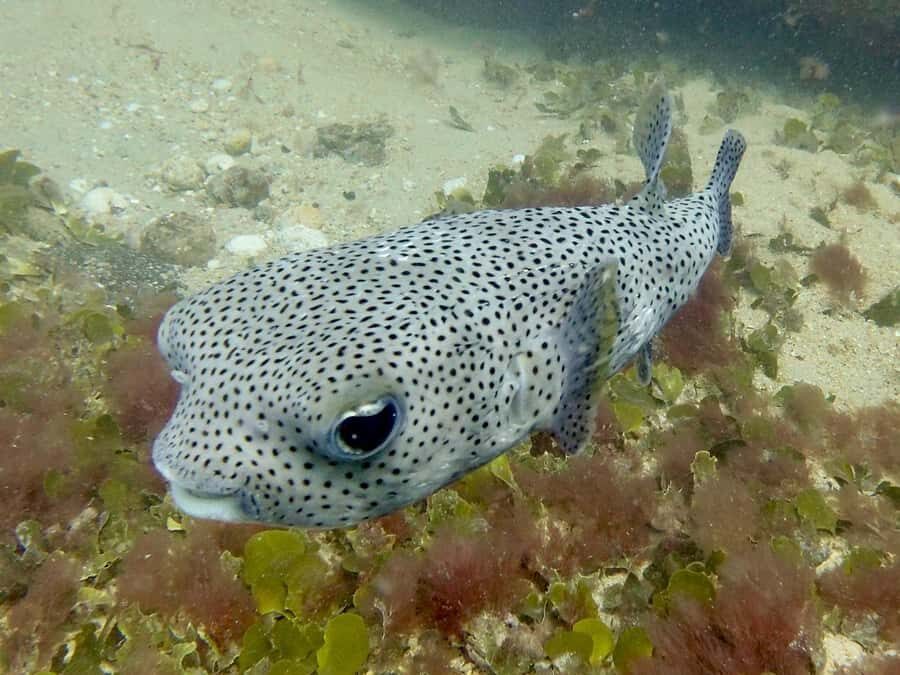 Santa Maria: Guided Snorkeling and Reef Tour - Snorkeling tips for windy or choppy days in Sal