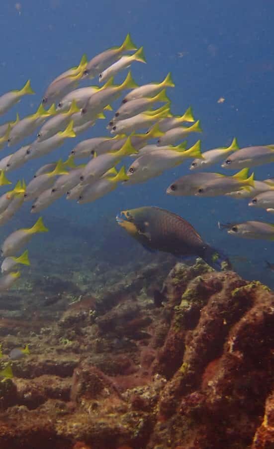 Santa Maria: Guided Snorkeling and Reef Tour - The Zodiac Rib boat ride: fun, quick, and wet inside