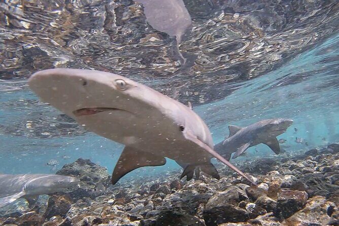 Santa Maria, Sal: All inclusive Salt Lake, Blue Eye and Shark Bay - Shark Bay lemon sharks: rules, respect, and the best thrill