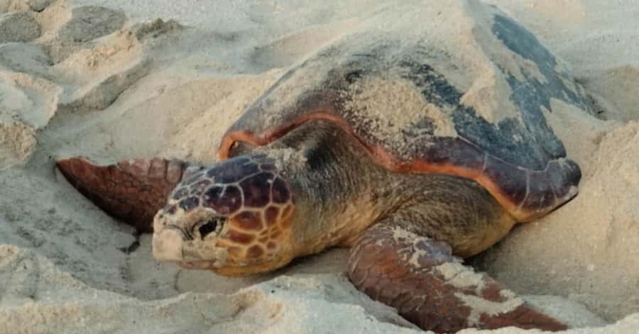 Santa Maria: Sal Island Sea Turtle Watching Experience - Key highlights you should care about